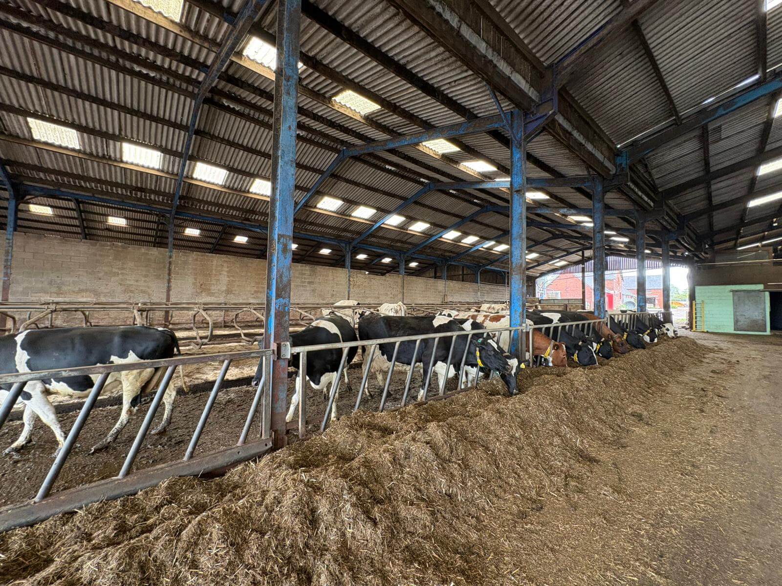 Dairy barn with Starlink-powered Wi-Fi across the whole farm estate